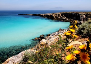 Cardi in fiore di Cala Rossa  Area Marina ph. Balistreri