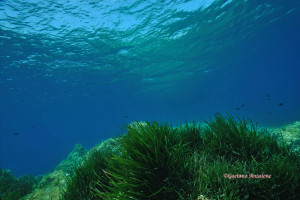 Posidonia ph. Anzalone