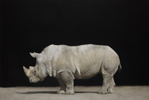 White Rhino. acquerello a dry brush intelato e intelaiato. cm 104,5 x 154,5