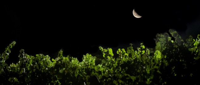 Vigneto La Fuga ph Fabio Gambina