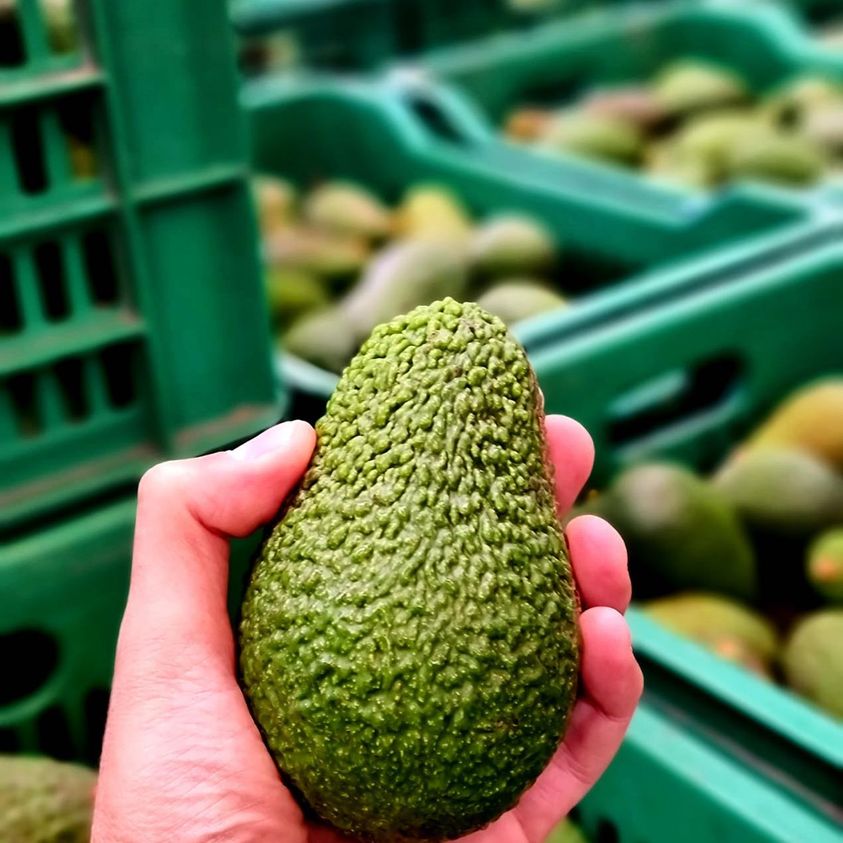 Fresco, biologico e top quality, ecco l'avocado prodotto in Sicilia